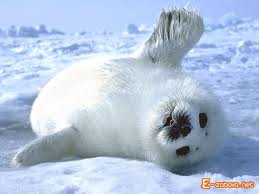 images (3)